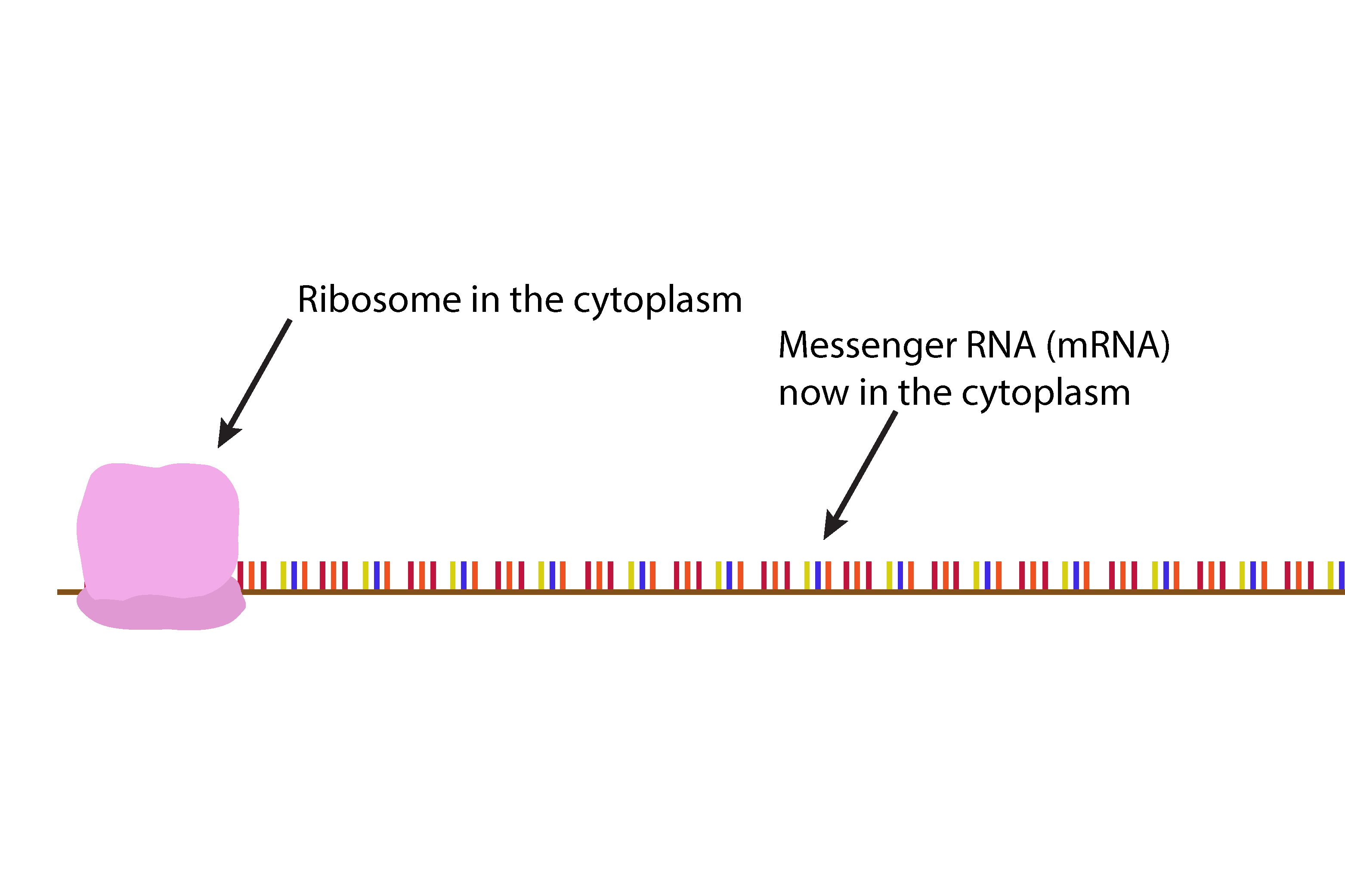 Ribsomes contained in the cytoplasm attaches itself to the mRNA strand